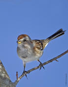 American Tree Sparrow