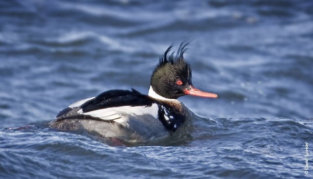 Red-breasted Merganser