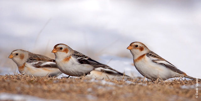 Snow Buntings