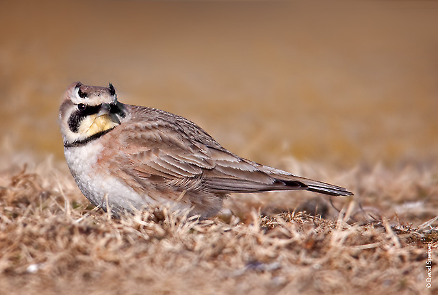 Horned Lark