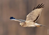 Northern Harrier