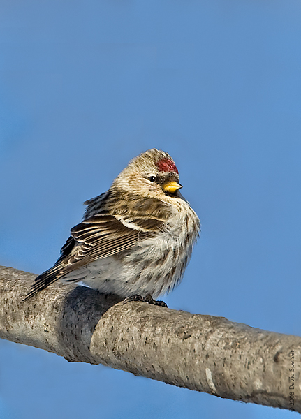 Common Redpoll