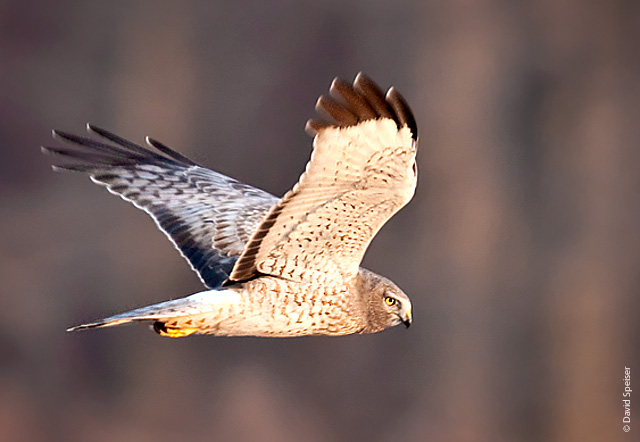 northern harrier 4.jpg