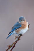 Eastern Bluebird