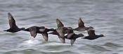 Black Scoters