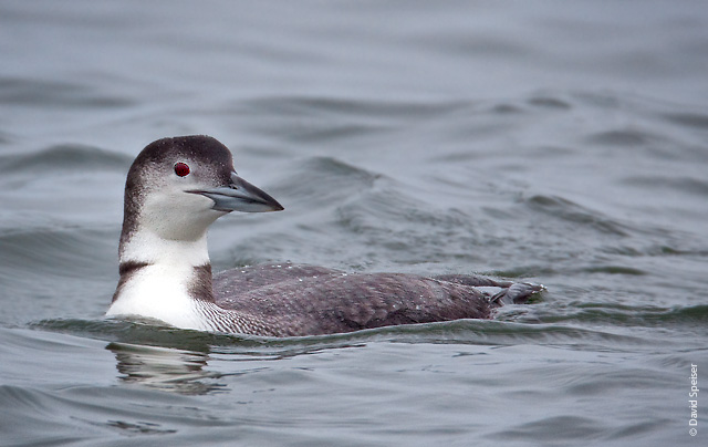 Common Loon