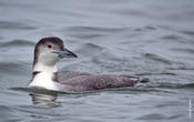 Common Loon