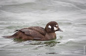 Harlequin Duck (female)