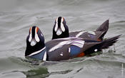 Harlequin Ducks