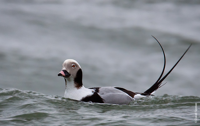 Long-tailed Duck