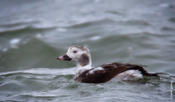 Long-tailed Duck (1st yr male)