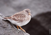 Purple Sandpiper