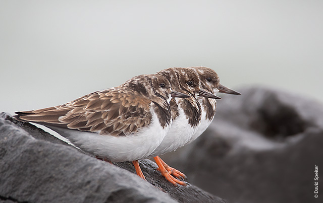 Ruddy Turnstones