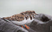 Ruddy Turnstones