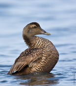 Common Eider