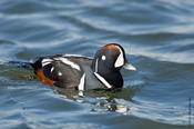 Harlequin Duck