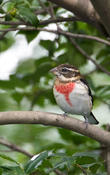 Rose-breasted Grosbeak