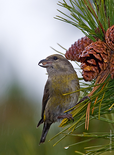 Red Crossbill (female)