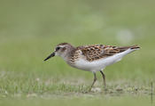 Least Sandpiper