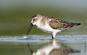 Western Sandpiper