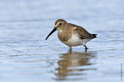 Dunlin