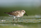 White-rumped Sandpiper