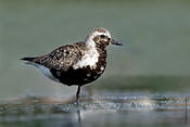 Black-bellied Plover