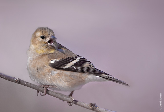 American Goldfinch