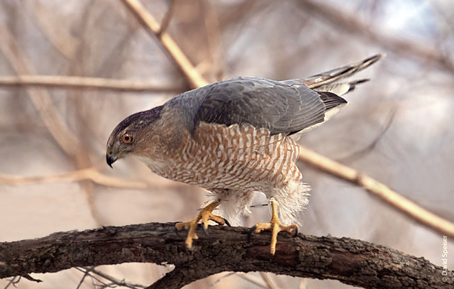 Cooper's Hawk