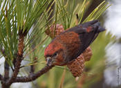 Red Crossbill