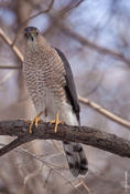 cooper's hawk 2.jpg