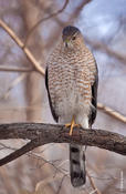 Cooper's Hawk