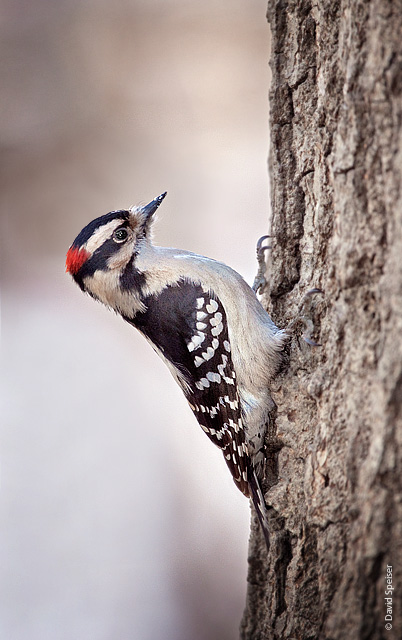 Downy Woodpecker