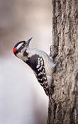 Downy Woodpecker