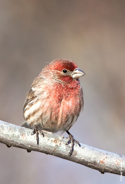 House Finch