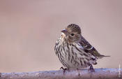 Pine Siskin