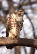 Red-tailed Hawk