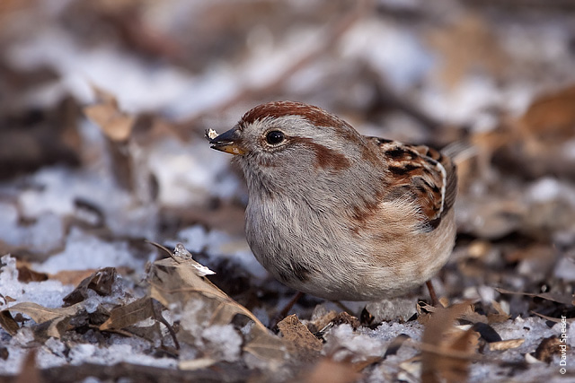 American Tree Sparrow