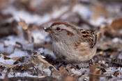 American Tree Sparrow