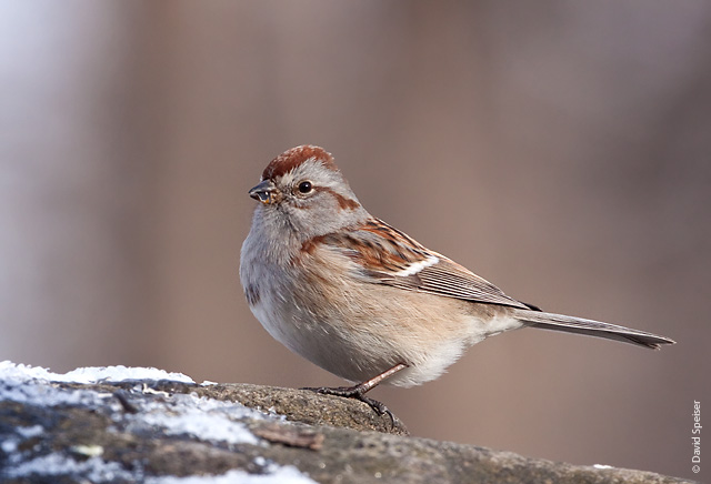 tree sparrow 2.jpg