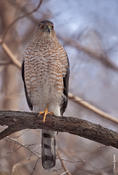 Cooper's Hawk