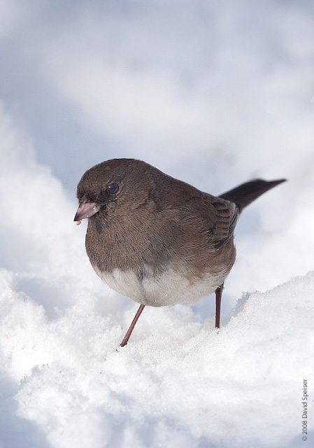 Dark-eyed Junco