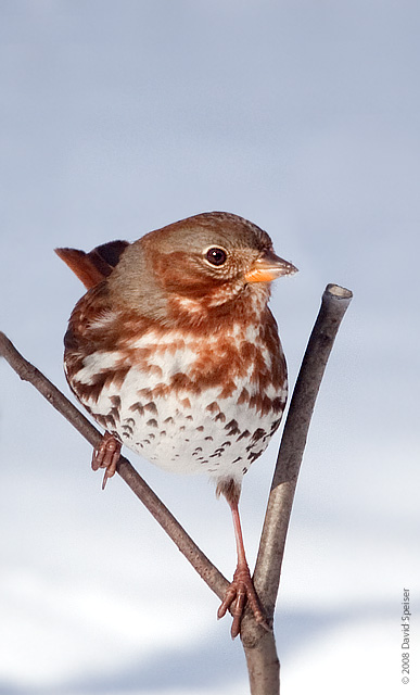 fox sparrow 1.jpg