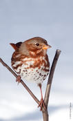 fox sparrow 1.jpg