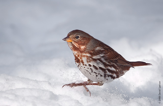 Fox Sparrow