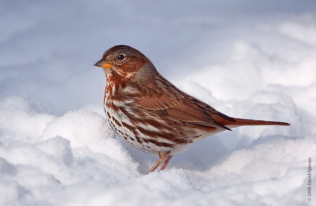 Fox Sparrow