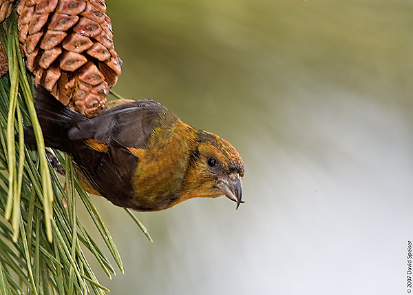 Red Crossbill