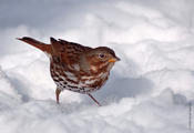 fox sparrow 5.jpg