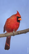 northern cardinal 1.jpg