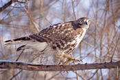 Red-tailed Hawk